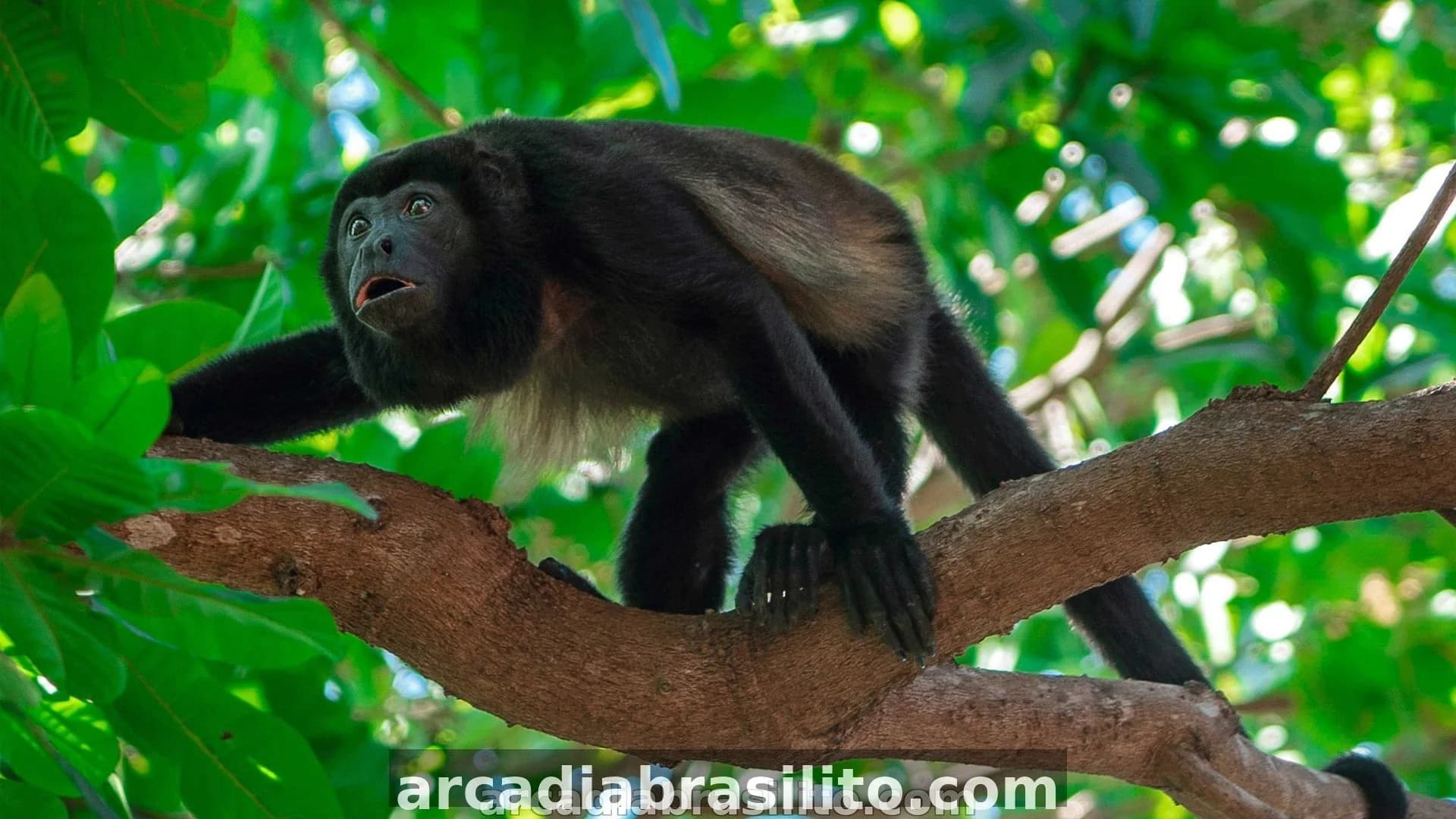 Mono congo en los bosques tropicales de Guanacaste, Costa Rica