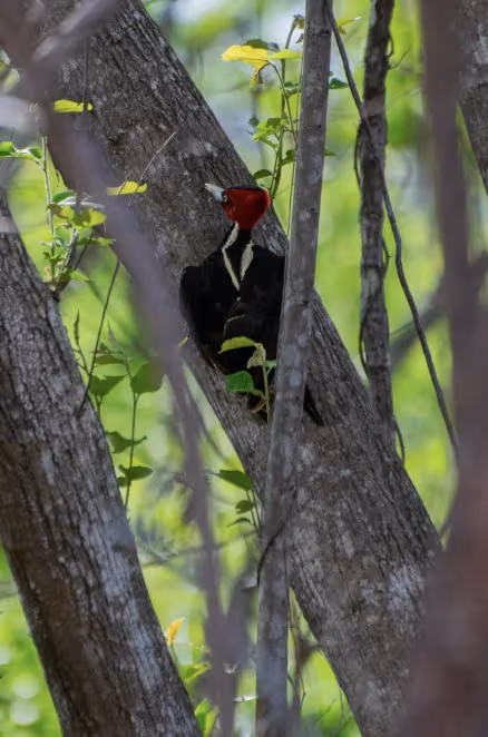 Woodpecker wildlife at Brasilito Beach Costa Rica nature