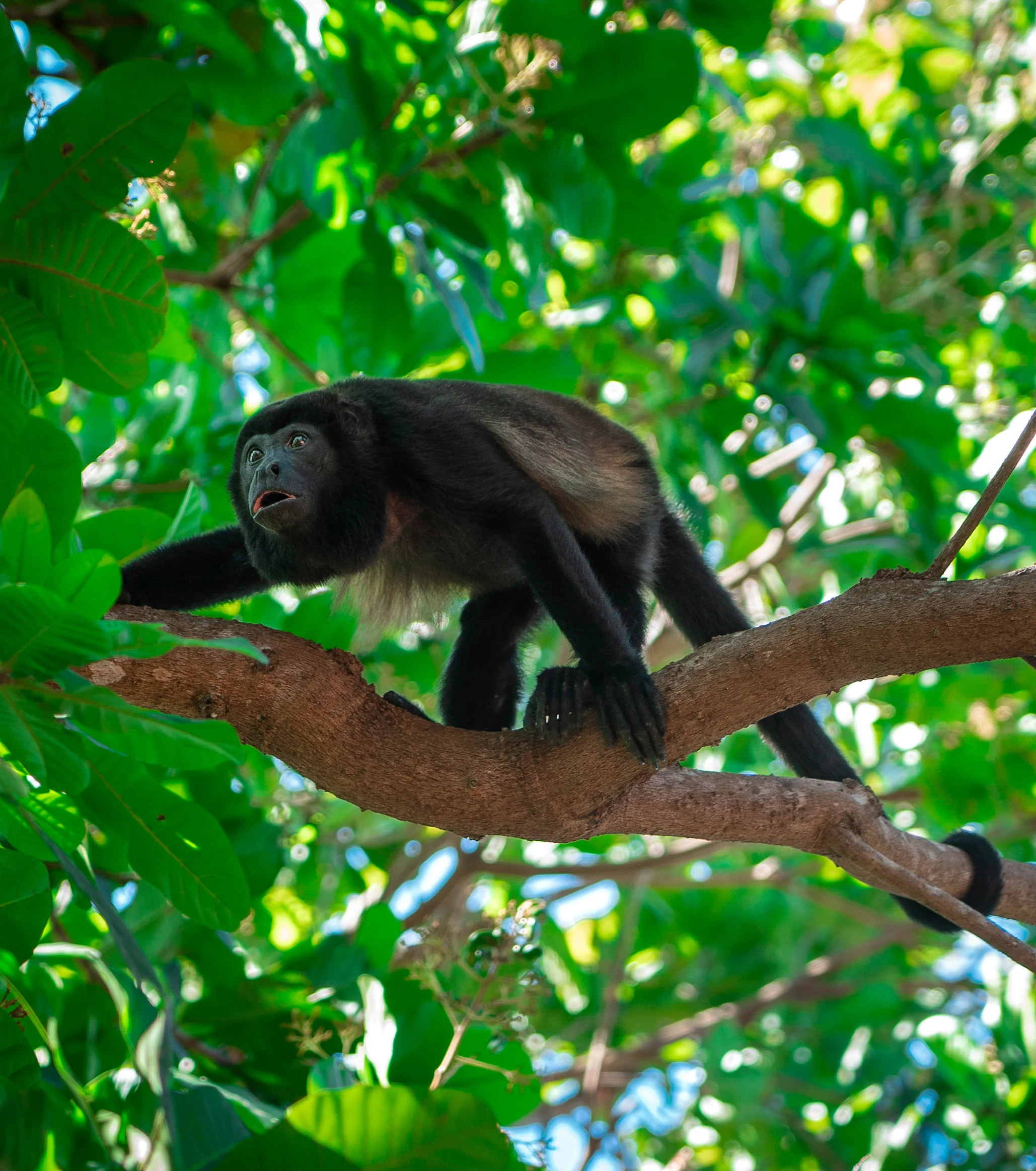 Fauna Guanacaste