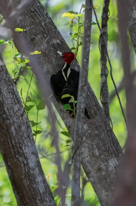 Pájaro carpintero en Playa Brasilito Costa Rica naturaleza
